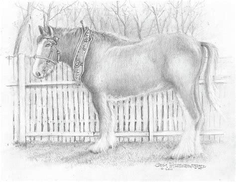 Clydesdale Horse Drawing by Jim Hubbard - Fine Art America