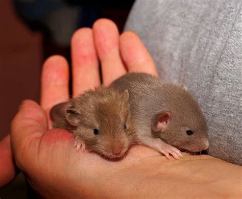 Are Rats Good Pets? - The Rat Place