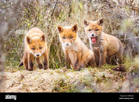 red fox cubs Stock Photo - Alamy