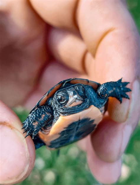 🔥If we're into tiny turtles, here's a baby spotted turtle I found last ...