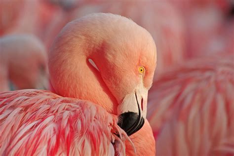 Surprising origin of American flamingos discovered