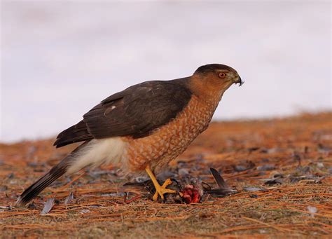 Cooper's Hawk Feeding Photograph by Bruce J Robinson | Fine Art America