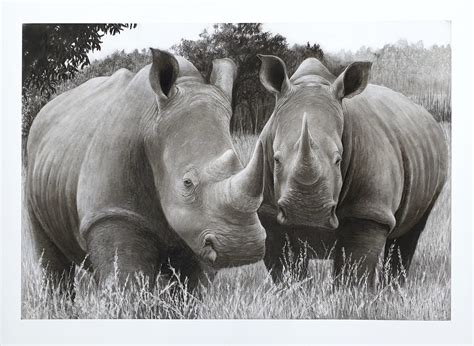 “Brace of rhinos” Limited edition pencil sketch - John Rigby & Co.