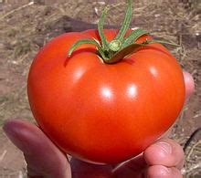 Wikipedia:Featured picture candidates/Tomato - Wikipedia