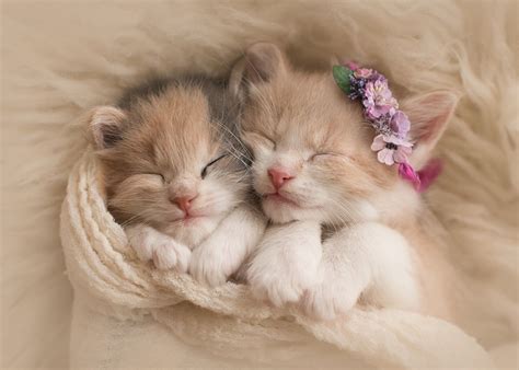 HD wallpaper: cute kittens hd desktop background