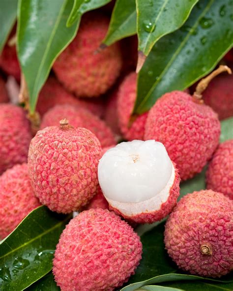 Lychee Nut Tree | PlantVine