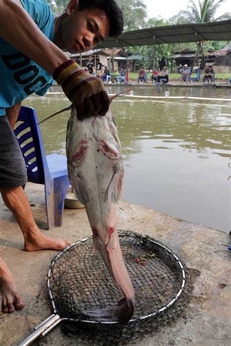 Mancing Lele Empang Betawi | Bebeja.com