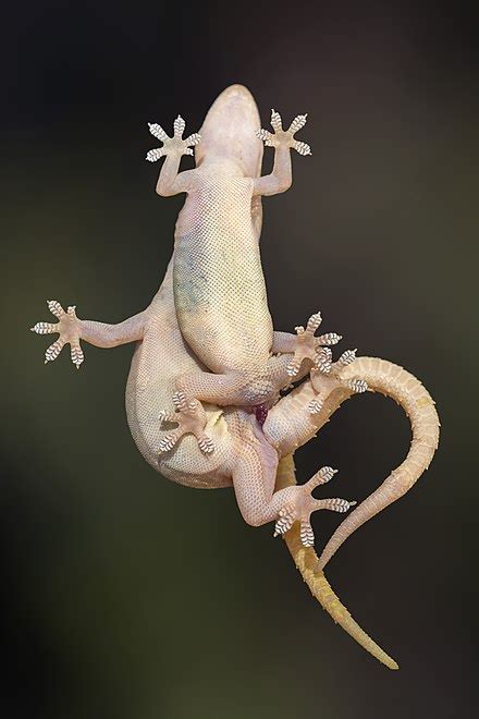 Common house gecko - Wikipedia