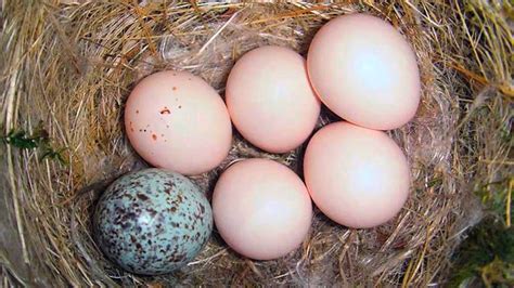 Bird In Everything: Cardinal Bird Eggs