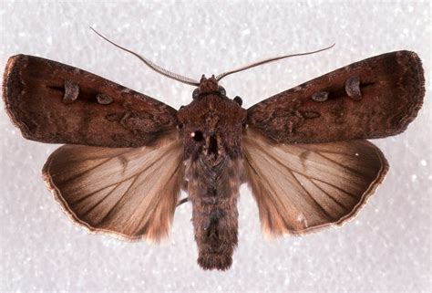 Bogong moth - Australian Geographic