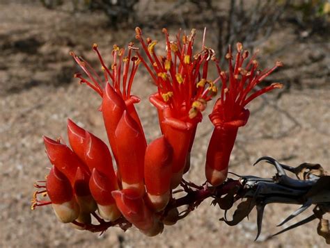 Ocotillo