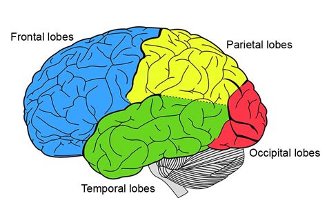 Cerebrum: Definition, Anatomy And Function