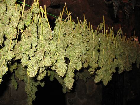 File:Drying Cannabis Buds.jpg - Wikimedia Commons