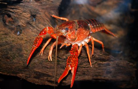 Crayfish - The Care, Feeding and Breeding of Freshwater Crayfish ...