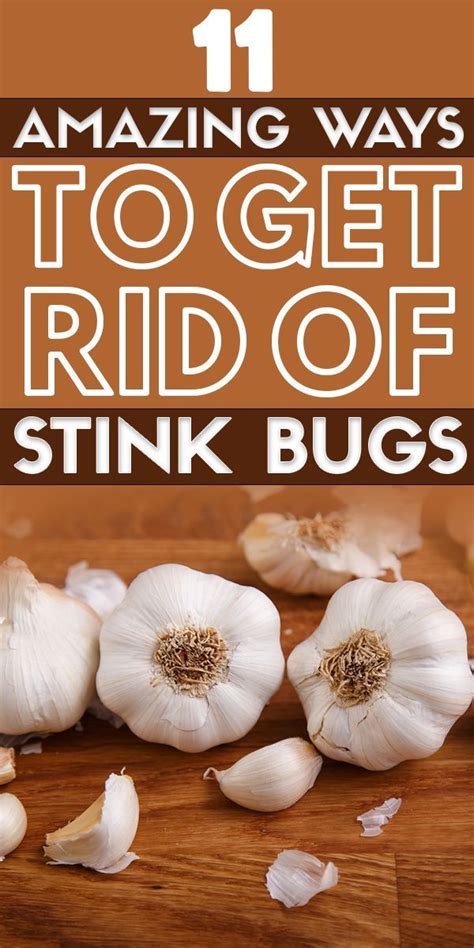 11 Ways to Get Rid of Stink Bugs | Stink bugs, Homemade bug repellent ...