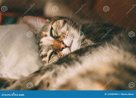 Beautiful Tabby Cat Sleeping Under a Table. Domestic Cat. Lovely Cat ...