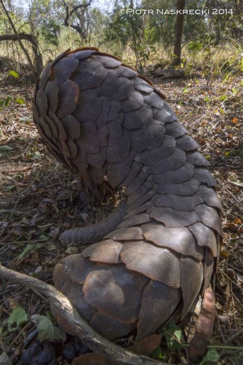 The Smaller Majority by Piotr Naskrecki | Pangolin, Rescue, Pretty birds