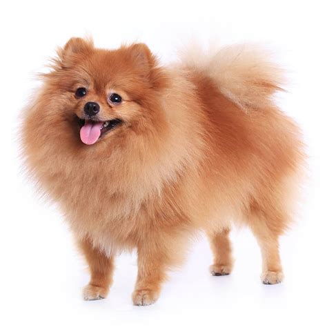 An Incredible Compilation of Over 999 Pomeranian Dog Pictures - Superb ...