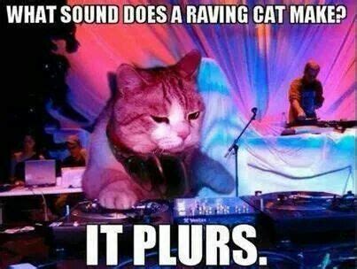 Rave cat | Cats, Funny cat pictures, Funny cat memes