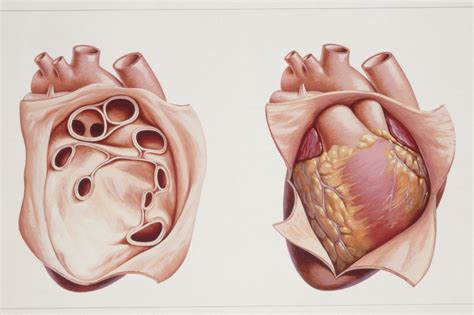 Illustration Of The Heart And Pericardium This Anterior View | The Best ...