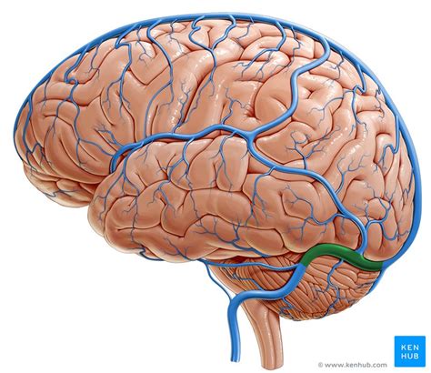 Transverse sinus: Anatomy and clinical notes | Kenhub