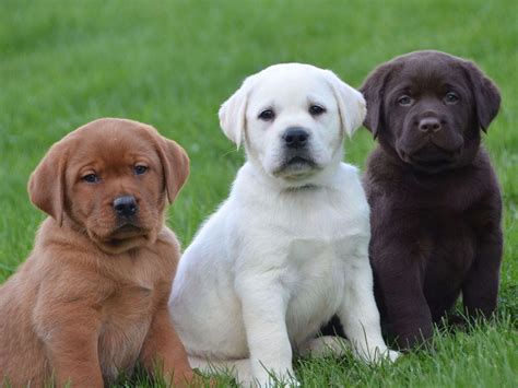 Labrador Retriever is Denver's most popular breed - The Cherry Creek News