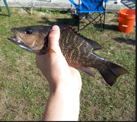 Snapper, Mangrove RyanD19972 | www.roughfish.com