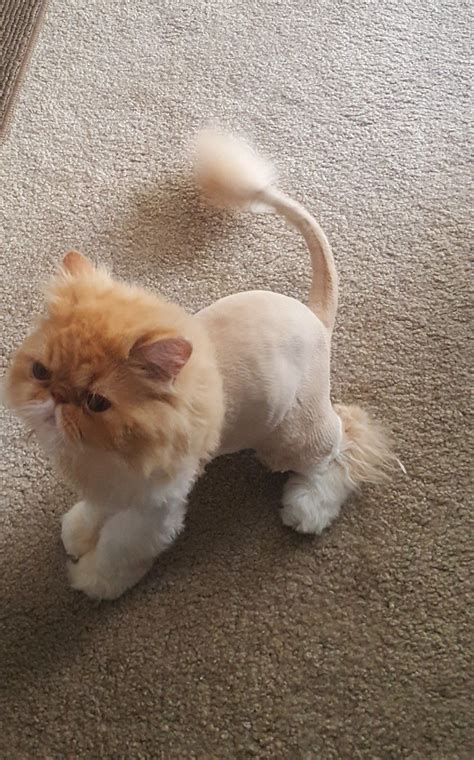 50 cats with lion haircuts – Artofit