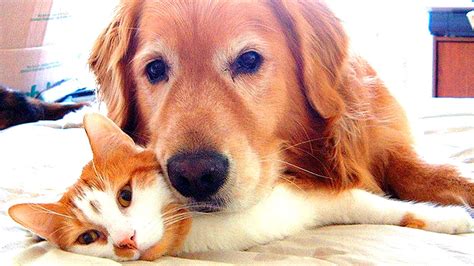 Pictures Of Dogs And Cats Playing Together - PictureMeta