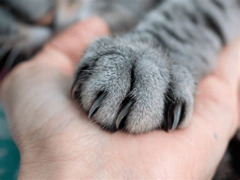 Cat Scratch Fever in Dogs & Cats: Causes, Prevention, & More