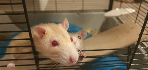 Pet Rat Behavior: 26 Interesting Facts About Rats – Animal Knowhow