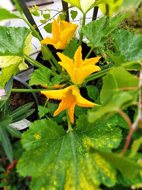 Zucchini flowers : flowers