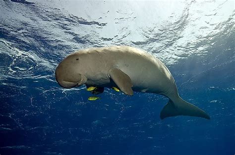 National Animals Of Countries In Oceania - WorldAtlas