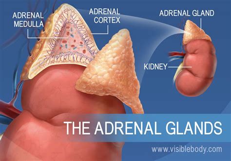 A diagram of the adrenal glands, showing the adrenal medulla, adrenal ...