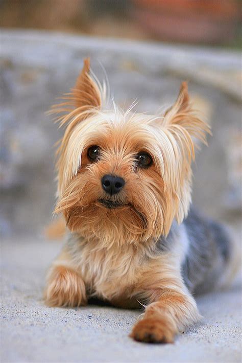 Full Grown Mini Yorkie