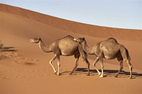 Top 10 Desert Animals