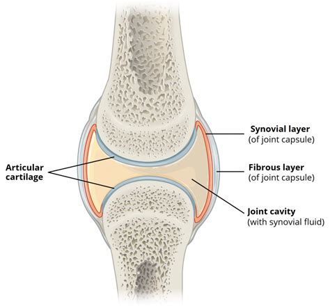 Anatomy of Synovial Joint - Capsule - Ligaments - TeachMeAnatomy