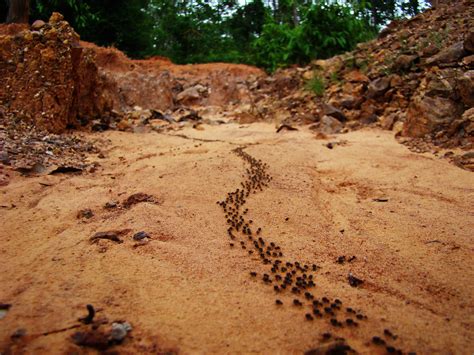 Ant Trail | theExpeditionClub | Flickr