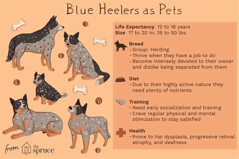 Are blue heelers good house pets