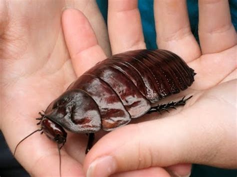 Giant Burrowing Cockroach - Macropanesthia rhinoceros - YouTube