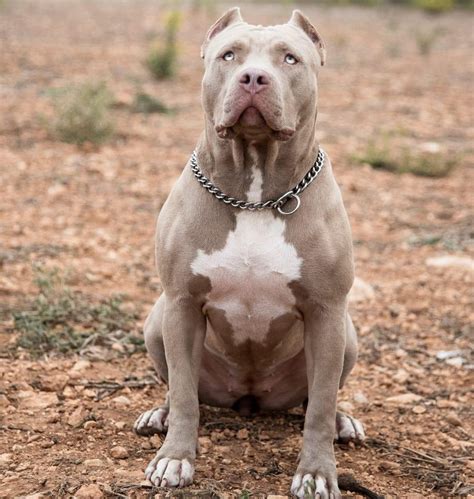 XXL American Bully -XXL Luxor Bullys XL pitbull | Pitbull dog breed ...