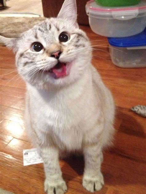 95 Of The Smiliest Cats On The Internet | Bored Panda