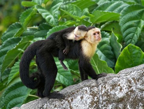 Capuchin monkey | Primate Behavior & Diet | Britannica