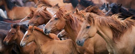 Are Horses Native To China