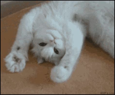 Waving Catwave GIF - Waving Catwave Cat Waving - Discover & Share GIFs