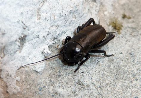 Gryllus bimaculatus? , Natura Mediterraneo | Forum Naturalistico