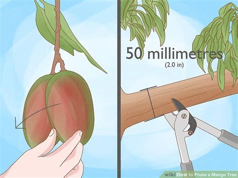 3 Ways to Prune a Mango Tree - wikiHow