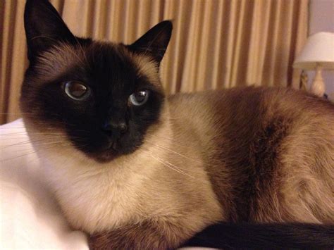 Siamese Cat Personality With Dogs | Care About Cats