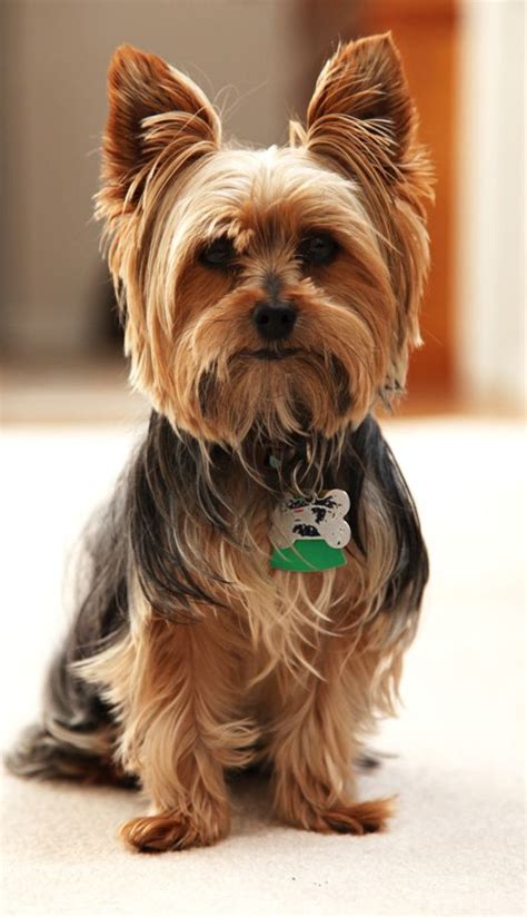 Dogs Yorkie Puppy Haircuts, Yorkie Cuts, Yorkie Hairstyles, Chien ...