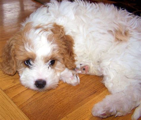 It's been decided. A Cavachon will be my next puppy!